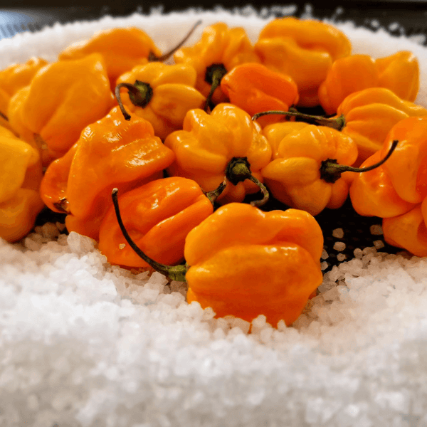 Hot Lemon Habanero Meersalz - Yak Thai